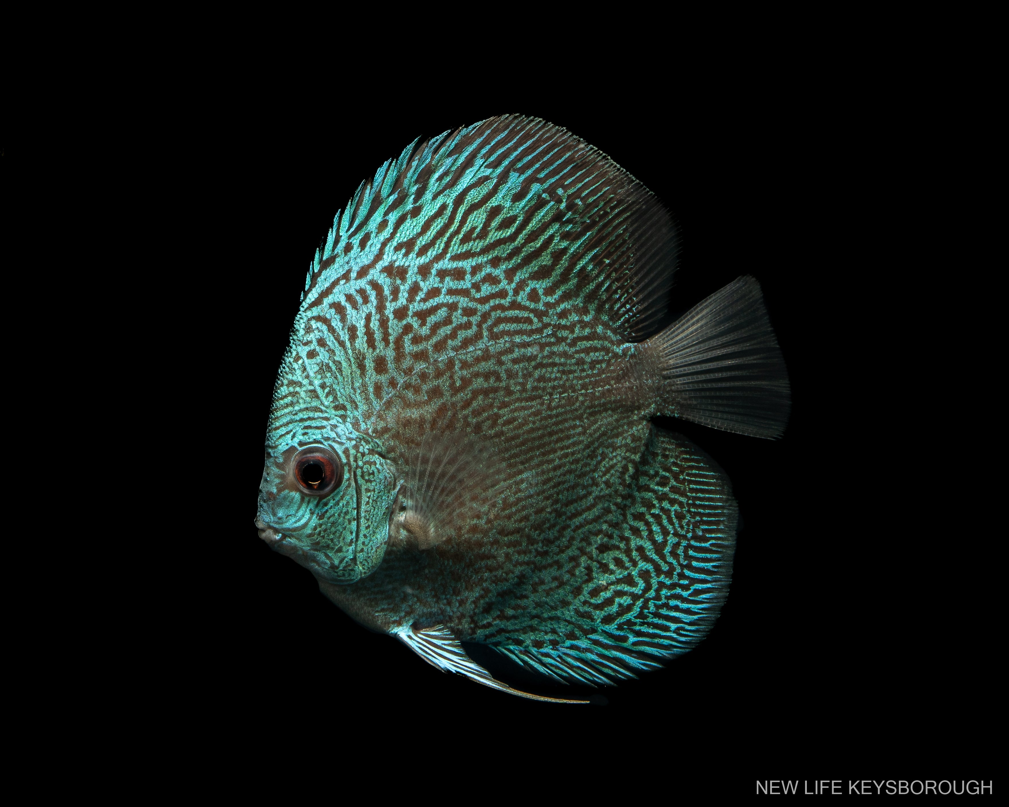 Blue Snakeskin 3.5”