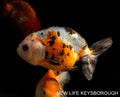 Ranchu Calico 8-9cm