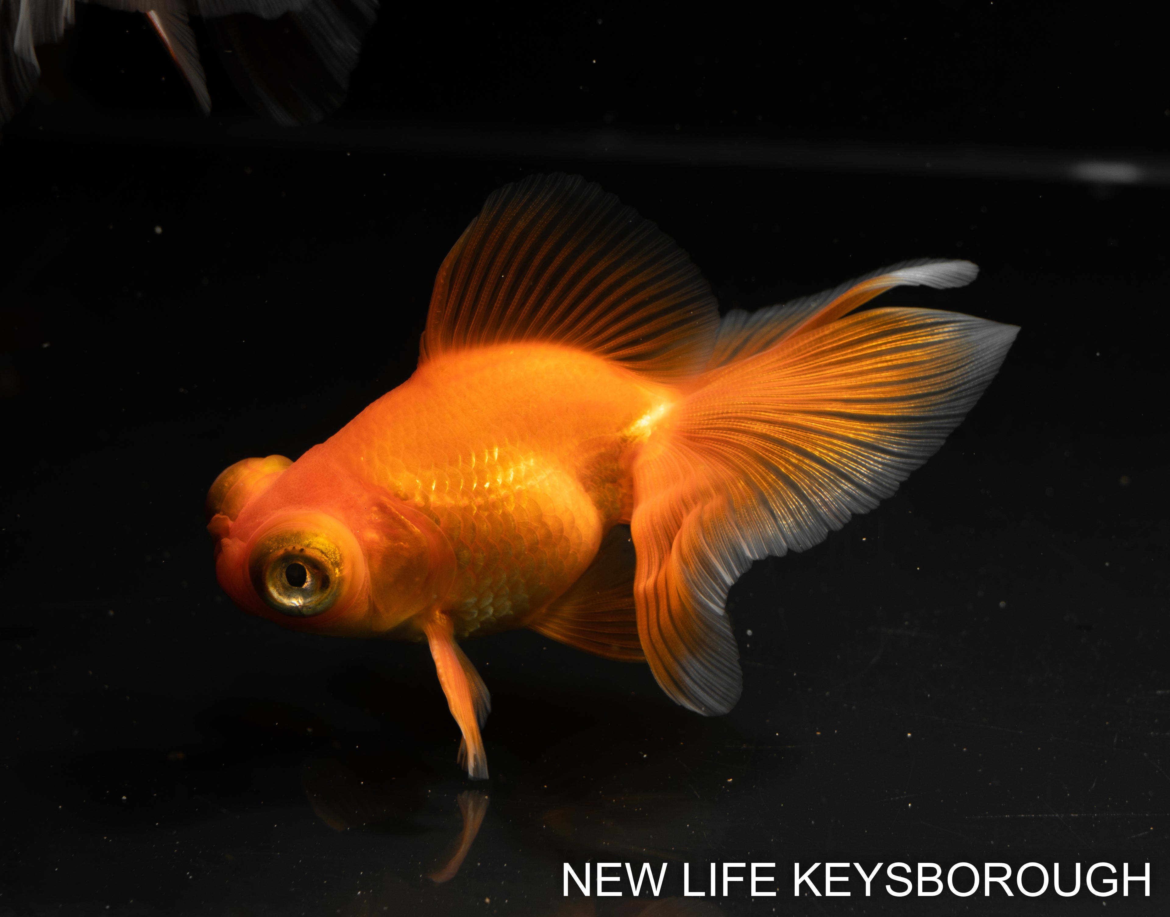 Butterfly Tail Red White 9-10cm