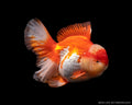 Thai Oranda A+ 22-24cm
