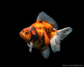 Ryukin Calico 8-9cm