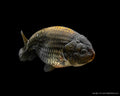 Ranchu Black 8-9cm