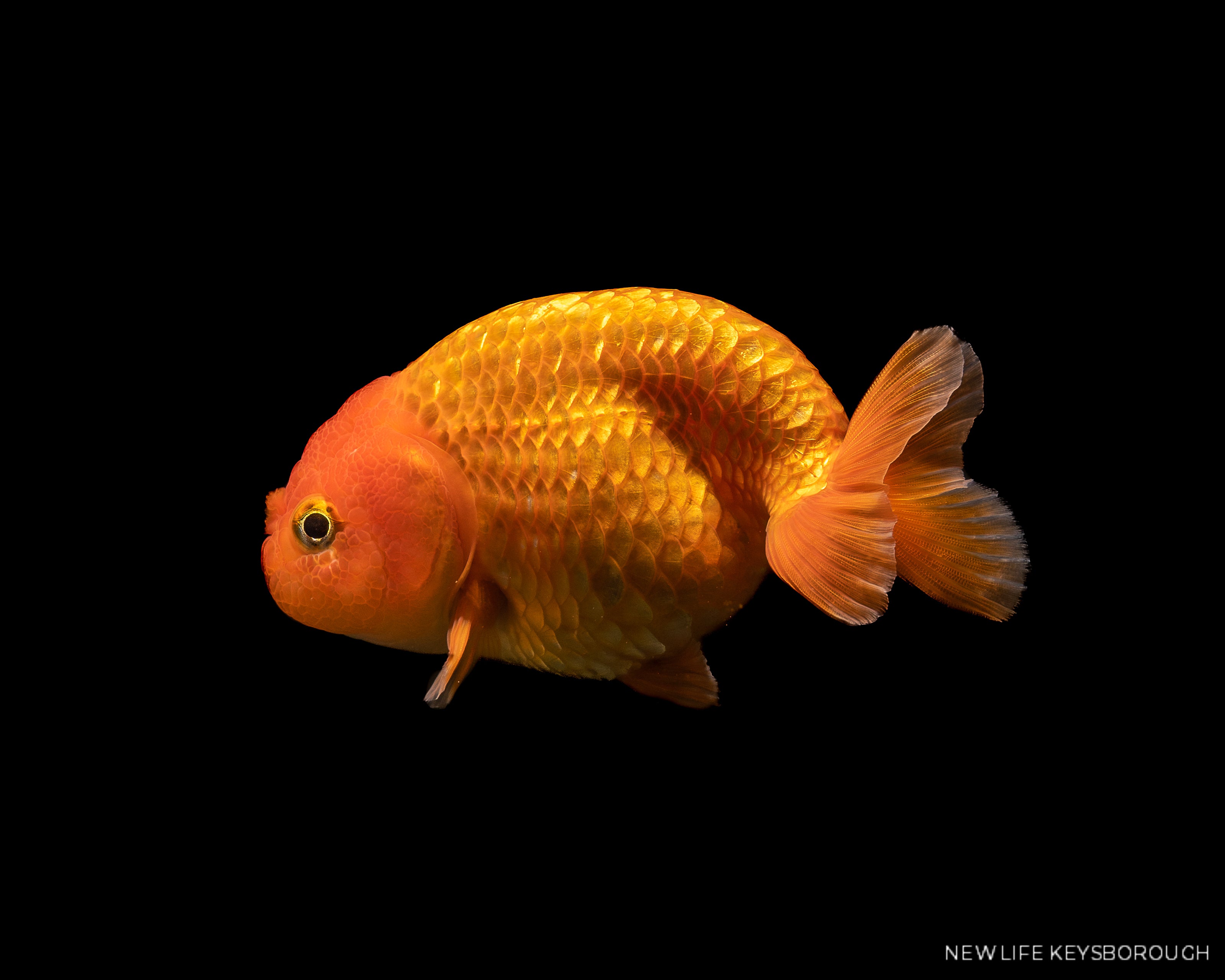 Ranchu Red White 8-9cm