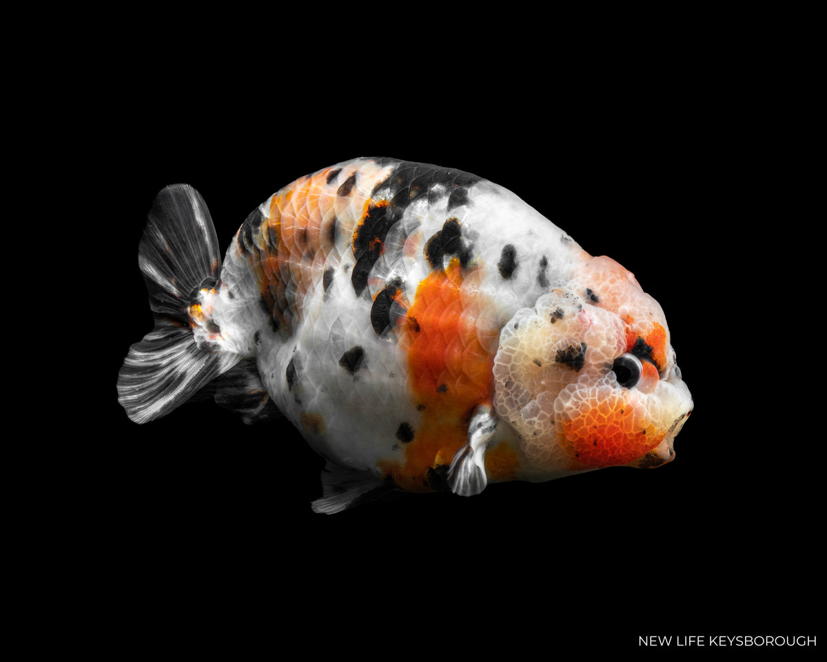Bad Ranchu Ranchu A+ 12-13cm – New Life Keysborough