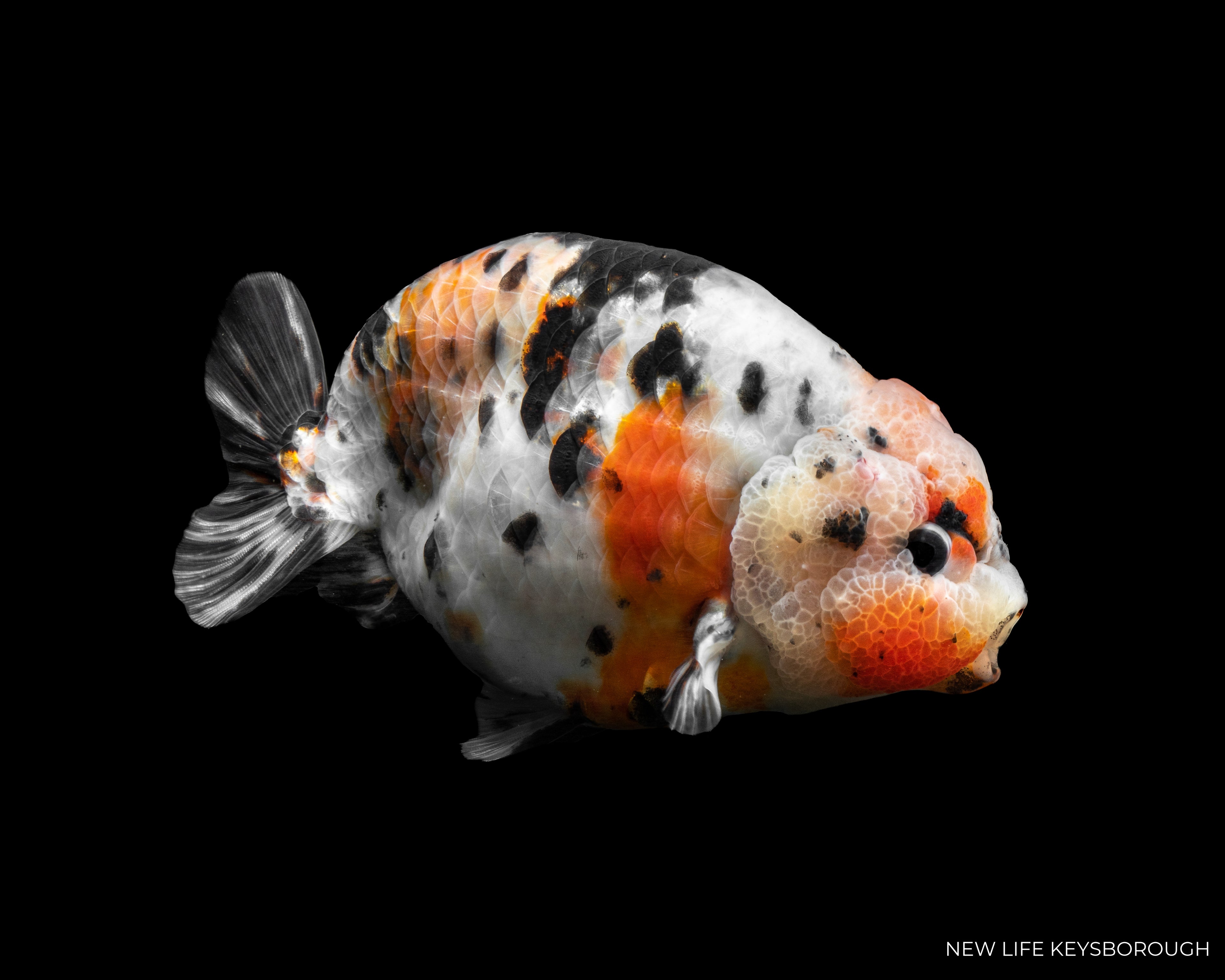 Ranchu A+ 12-13cm