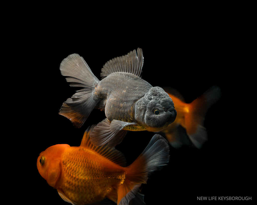 Thai Oranda 11-12cm