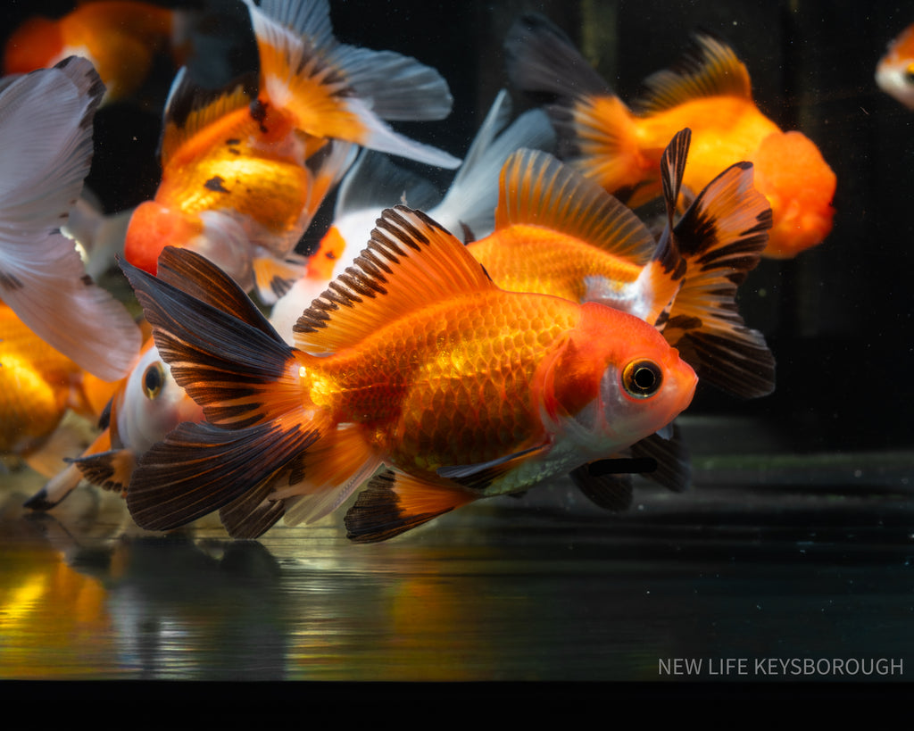 Thai Oranda 8-9cm