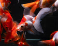 Ryukin Long Tail Red White 11-12cm