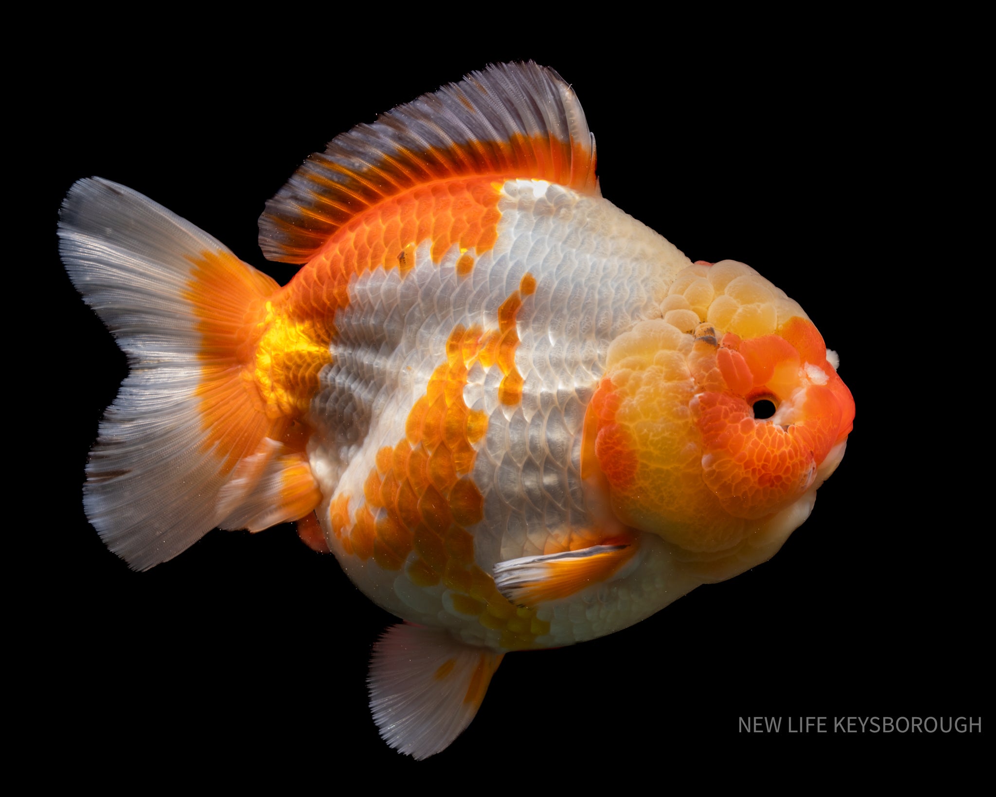 Female Oranda A+