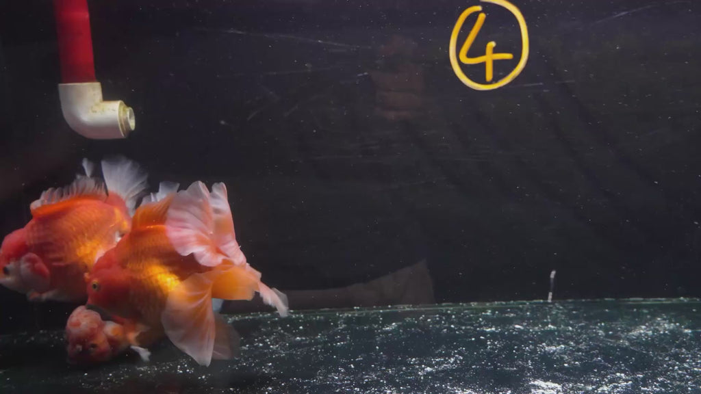 Thai Oranda A+ 22-24cm