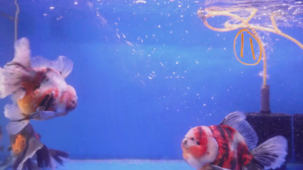 Thai Oranda A+ 22-24cm