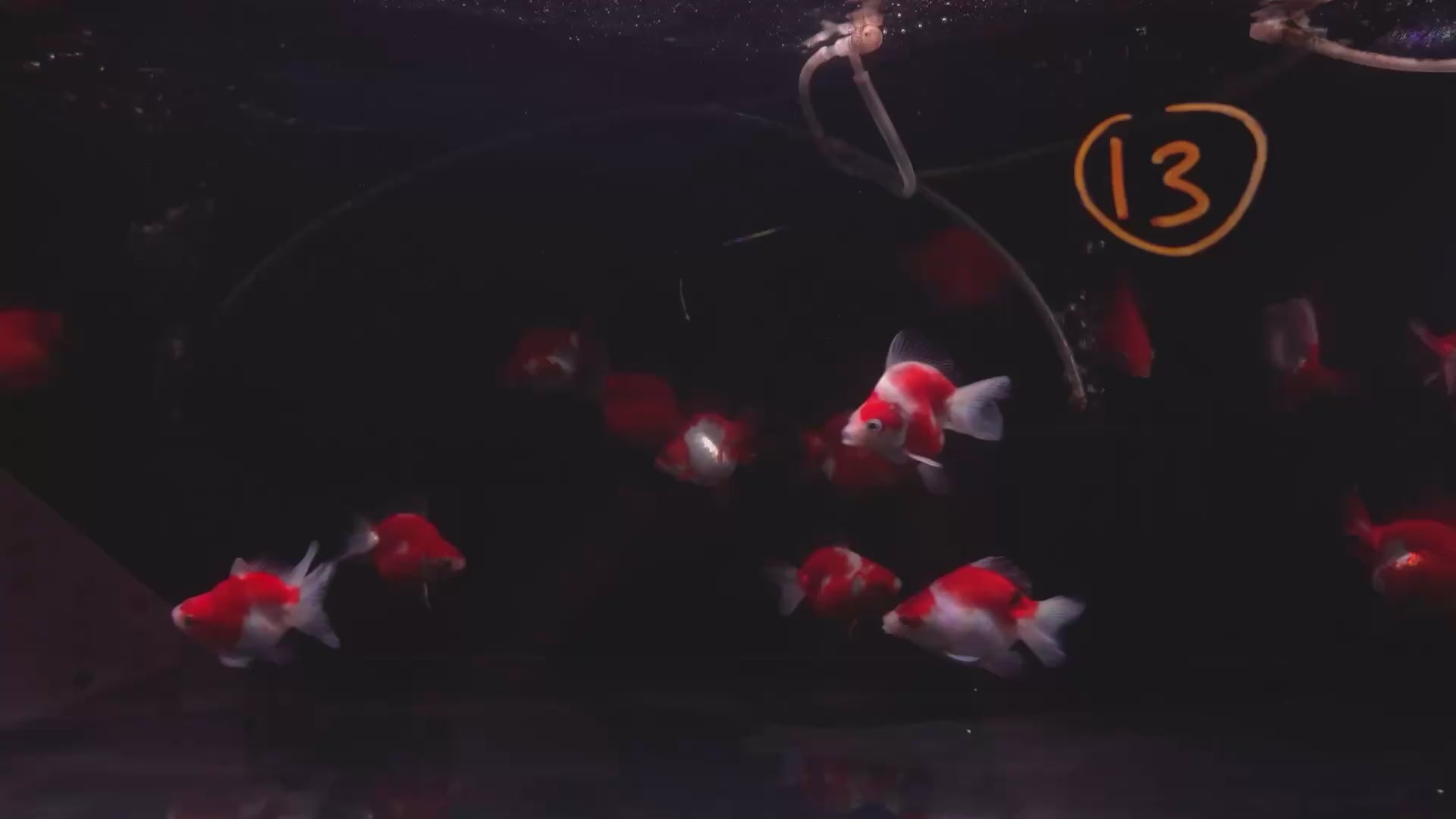 Butterfly Tail Red White 9-10cm