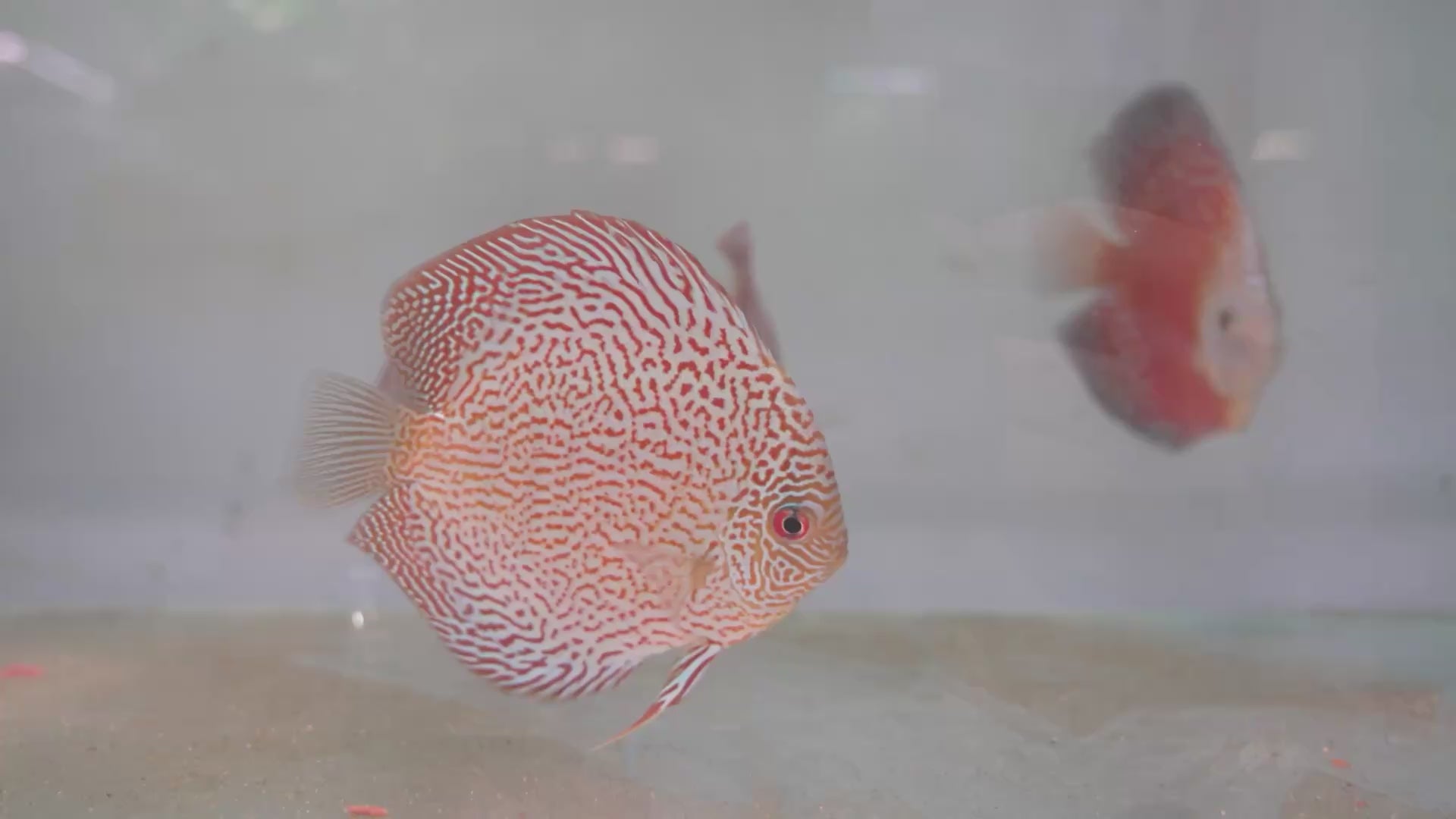 Eruption Snakeskin 3”