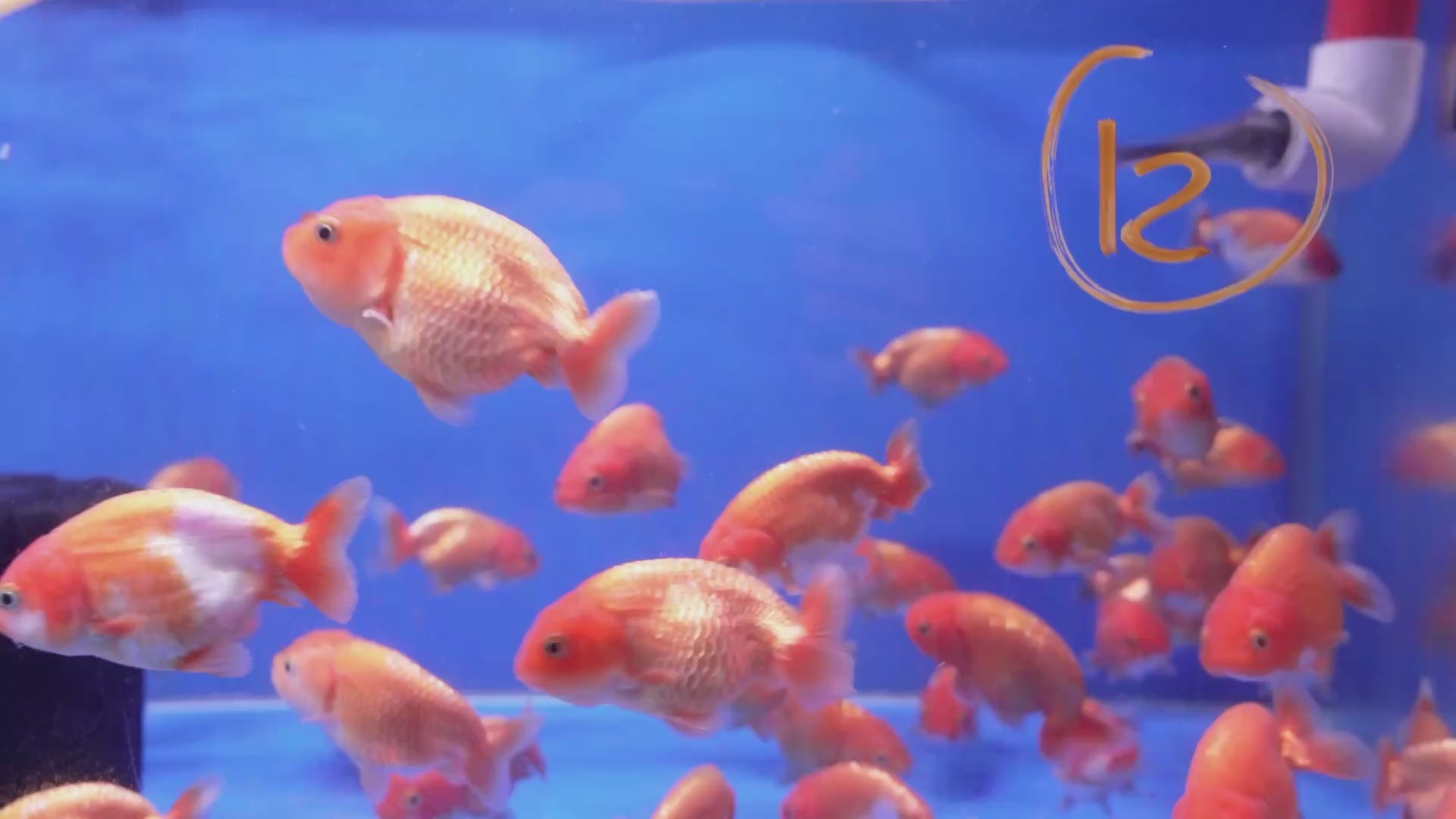 Ranchu Red White 8-9cm