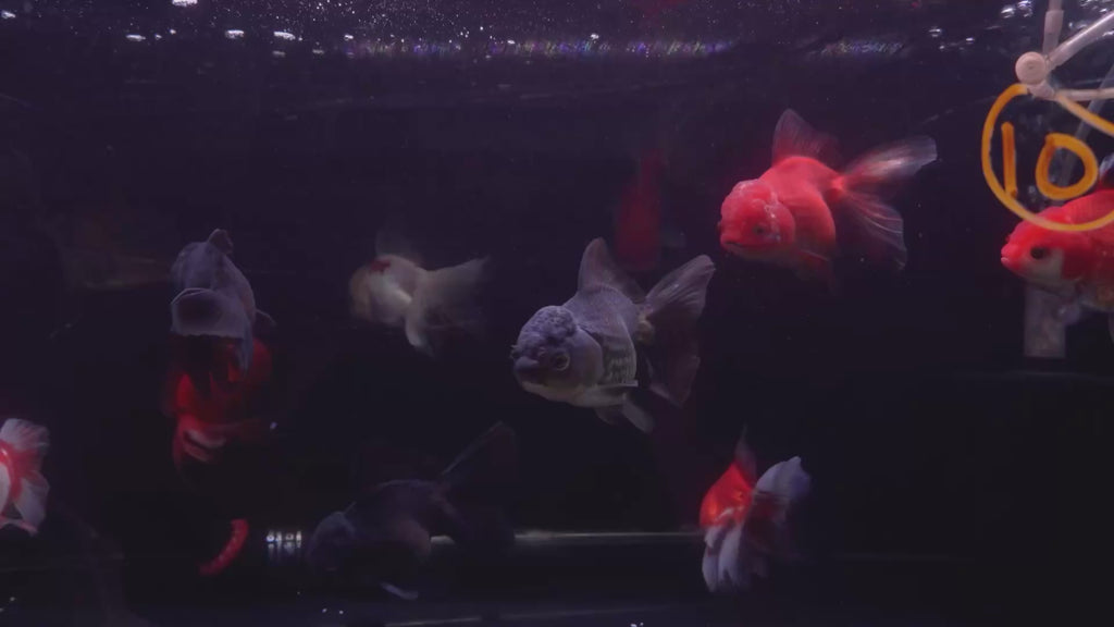 Thai Oranda 11-12cm
