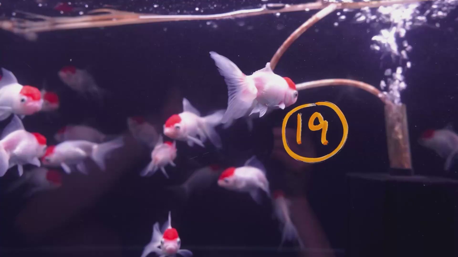 Red Cap Oranda 10-11cm