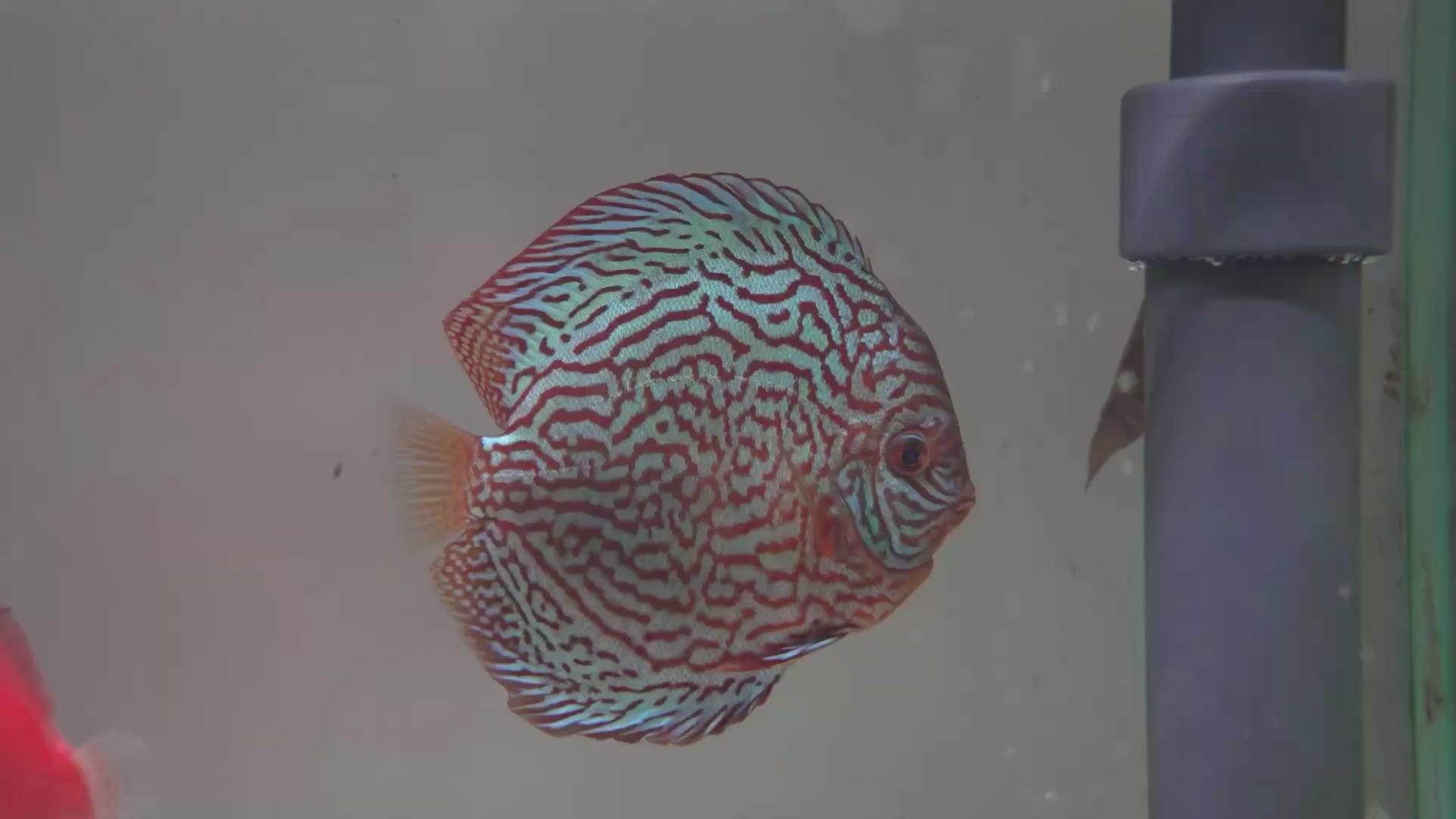 Galaxy Turquoise 5”