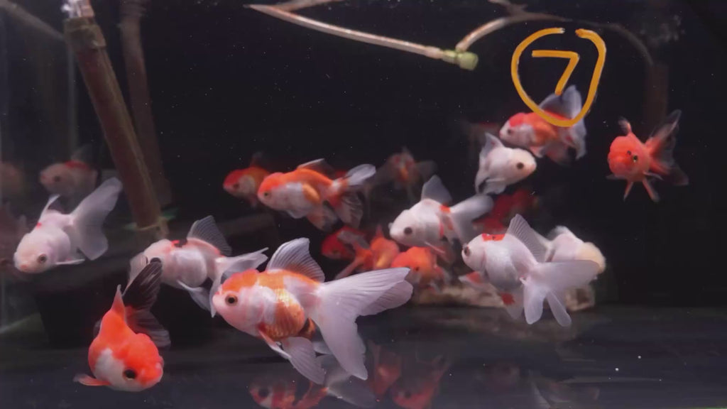 Thai Oranda 8-9cm