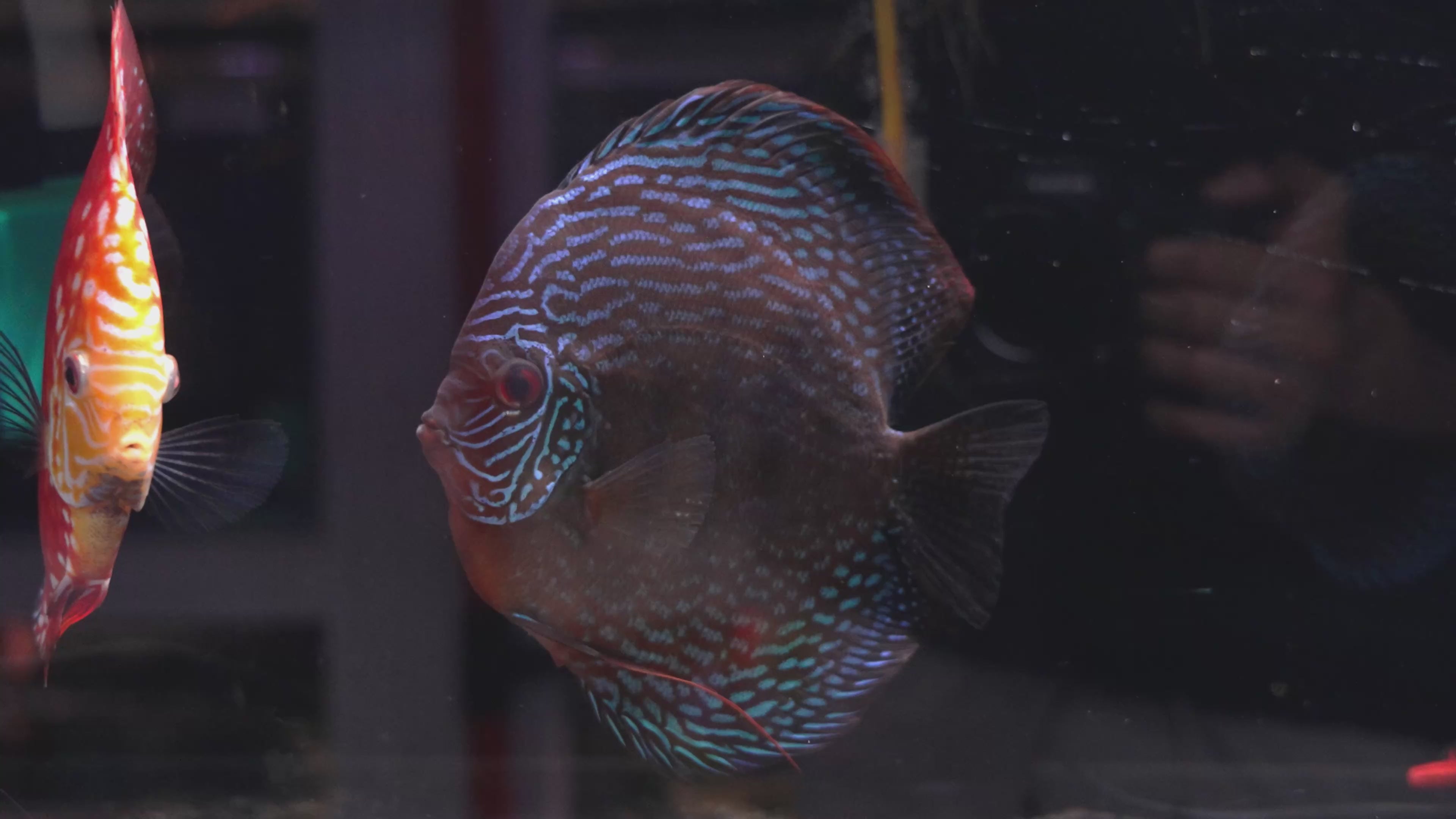 High Body Wild Cross 4.5”