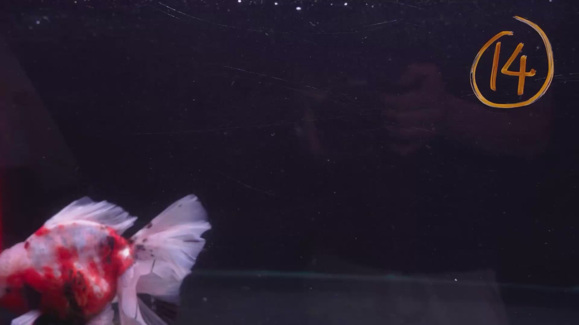 Thai Oranda A+ 22-24cm