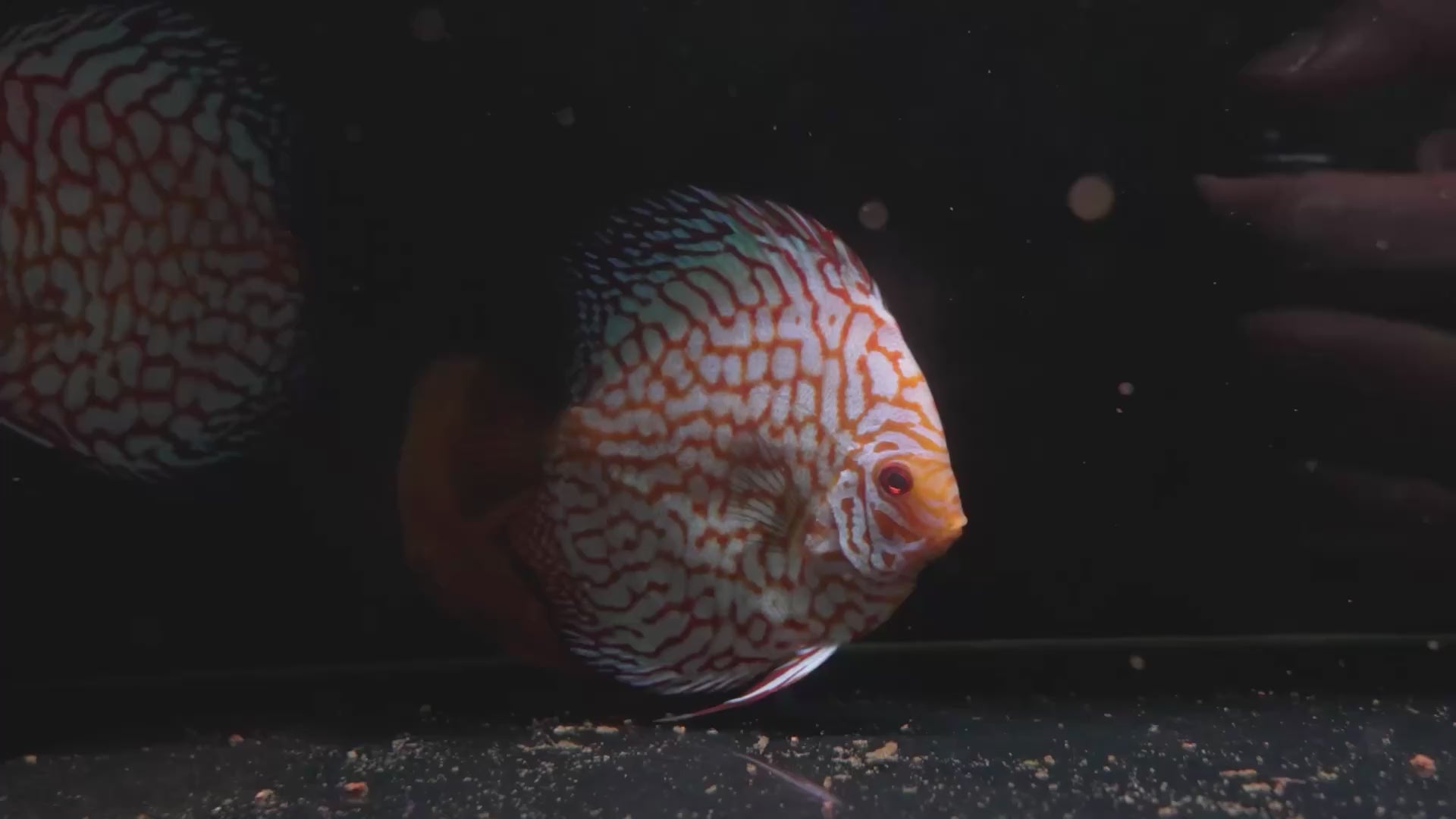 Red Pigeon Blood 4”