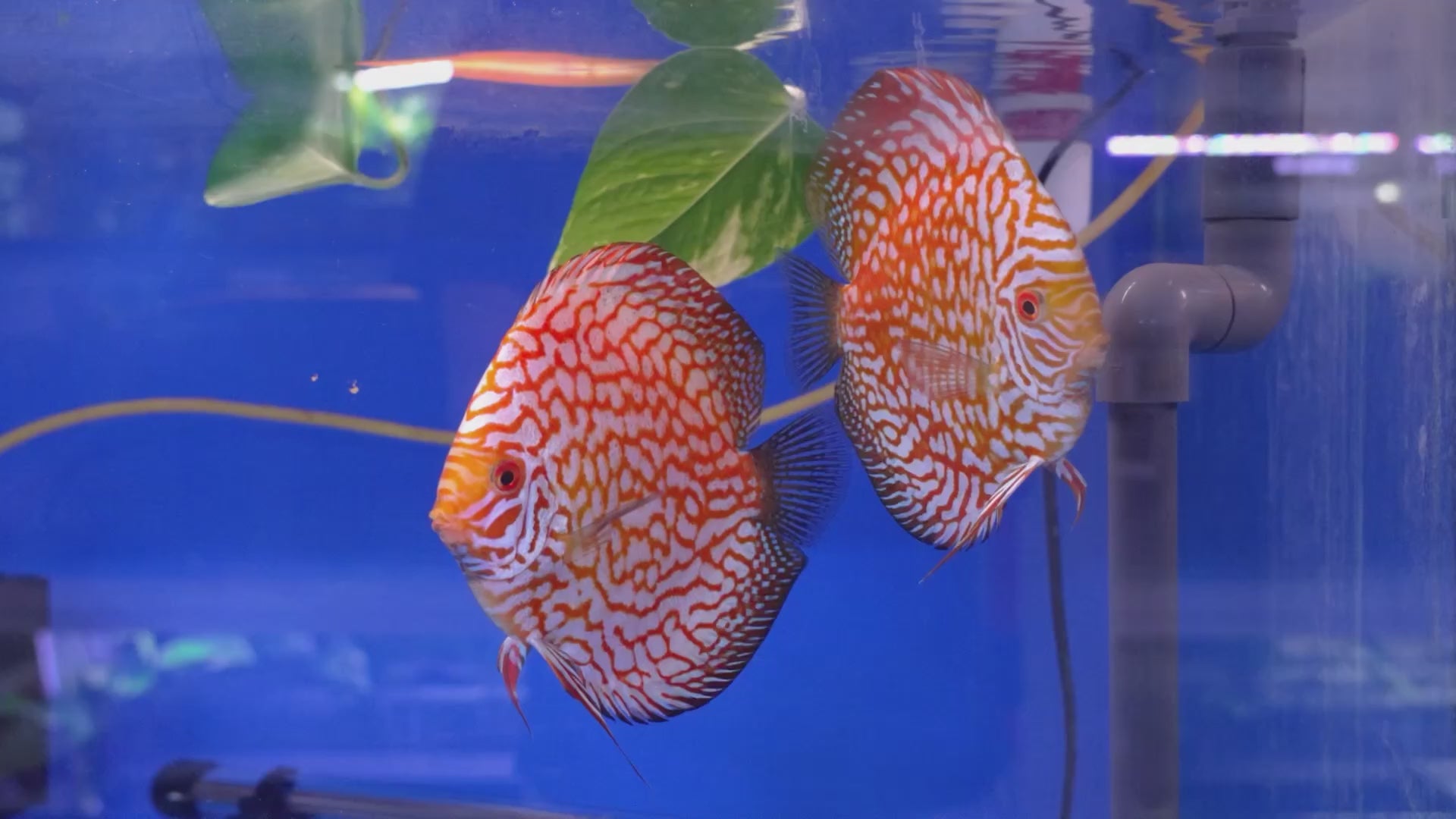 Yellow Pigeon Checkerboard Breeding Pair