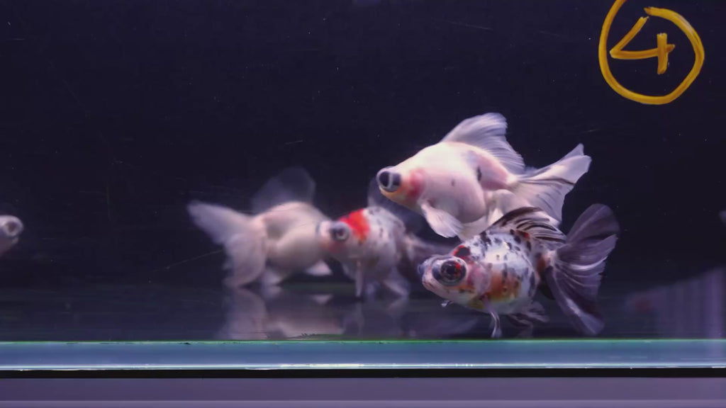 Butterfly Tail Calico 9-10cm