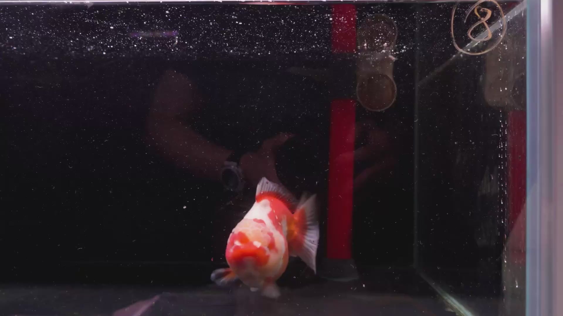 Female Oranda A+