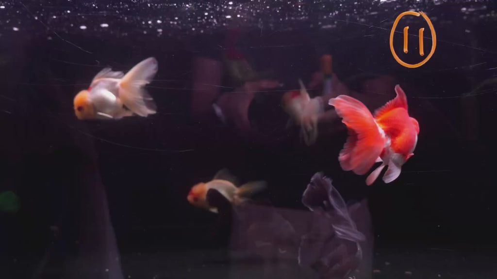 Thai Oranda 11-12cm