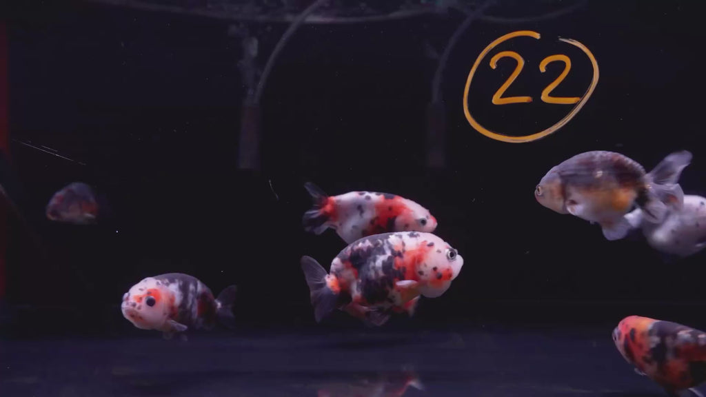 Ranchu Calico 8-9cm