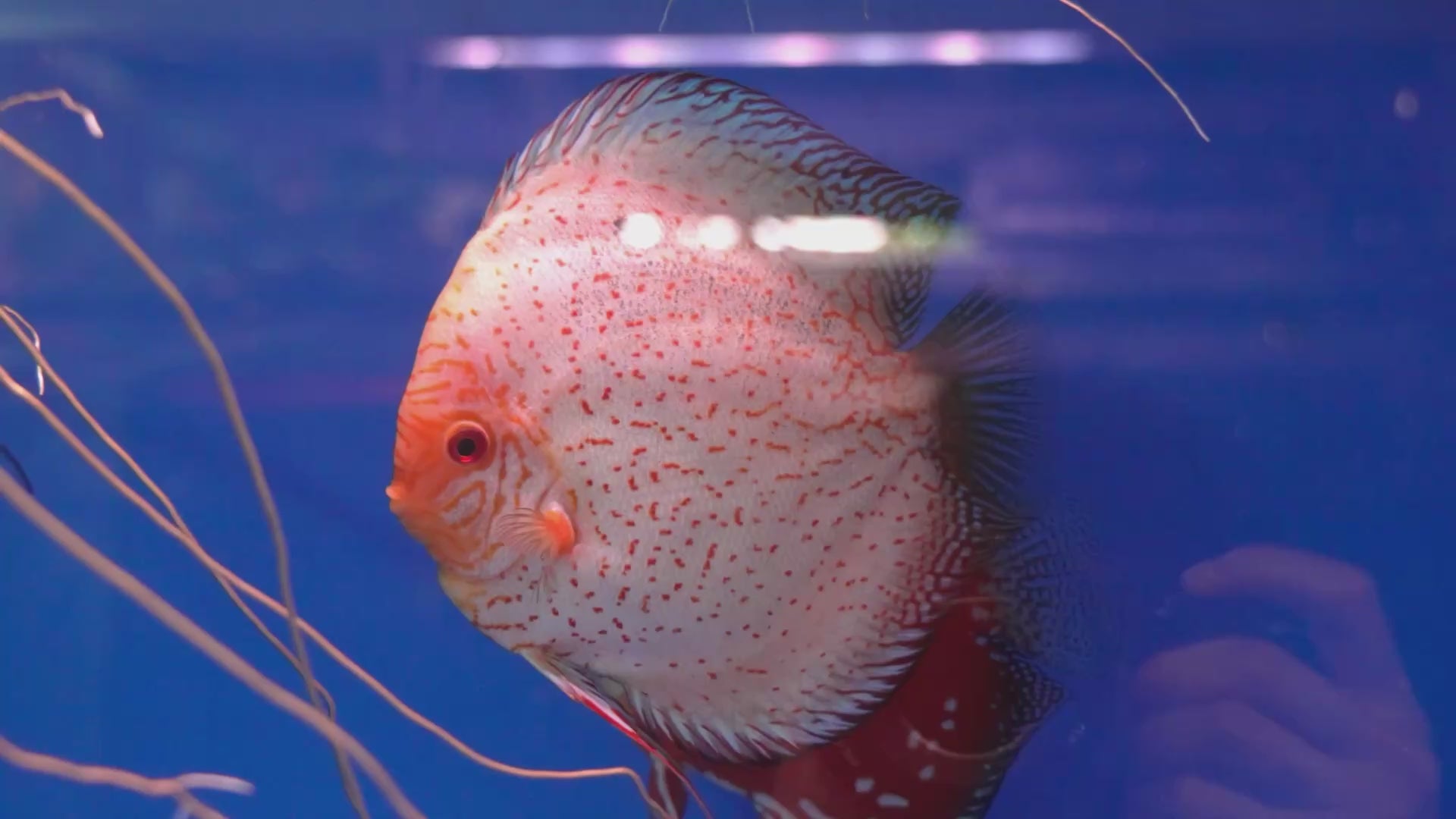 Spotted Pigeon Snakeskin x Red Rafflesia Breeding Pair