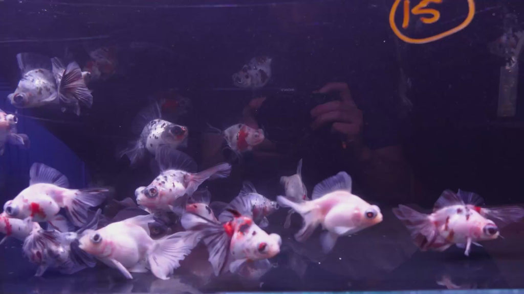 Butterfly Tail Calico 9-10cm