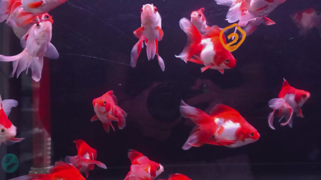 Ryukin Long Tail Red White 11-12cm