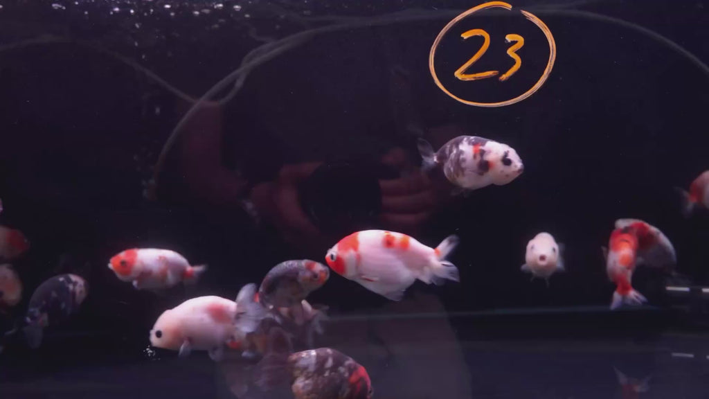 Ranchu Calico 8-9cm